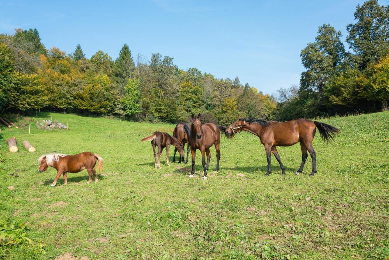 Apartment Zynga - Stud Farm Sentvid Pri Sticni 外观 照片